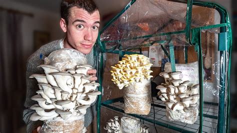 how to grow mushrooms from mushrooms|How to grow mushrooms from store bought mushrooms.